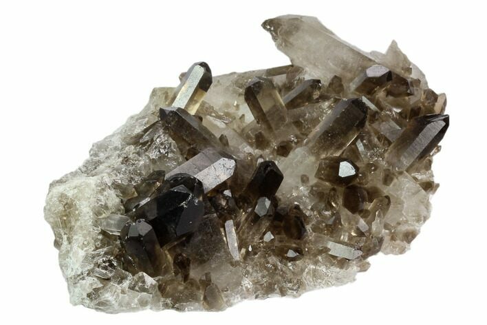 Smoky Quartz Crystal Cluster - Brazil #124604